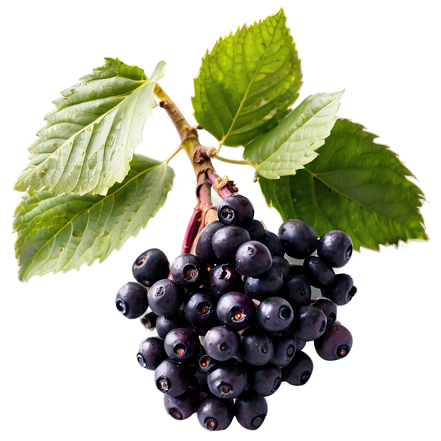 Frozen Elderberry Png 06252024