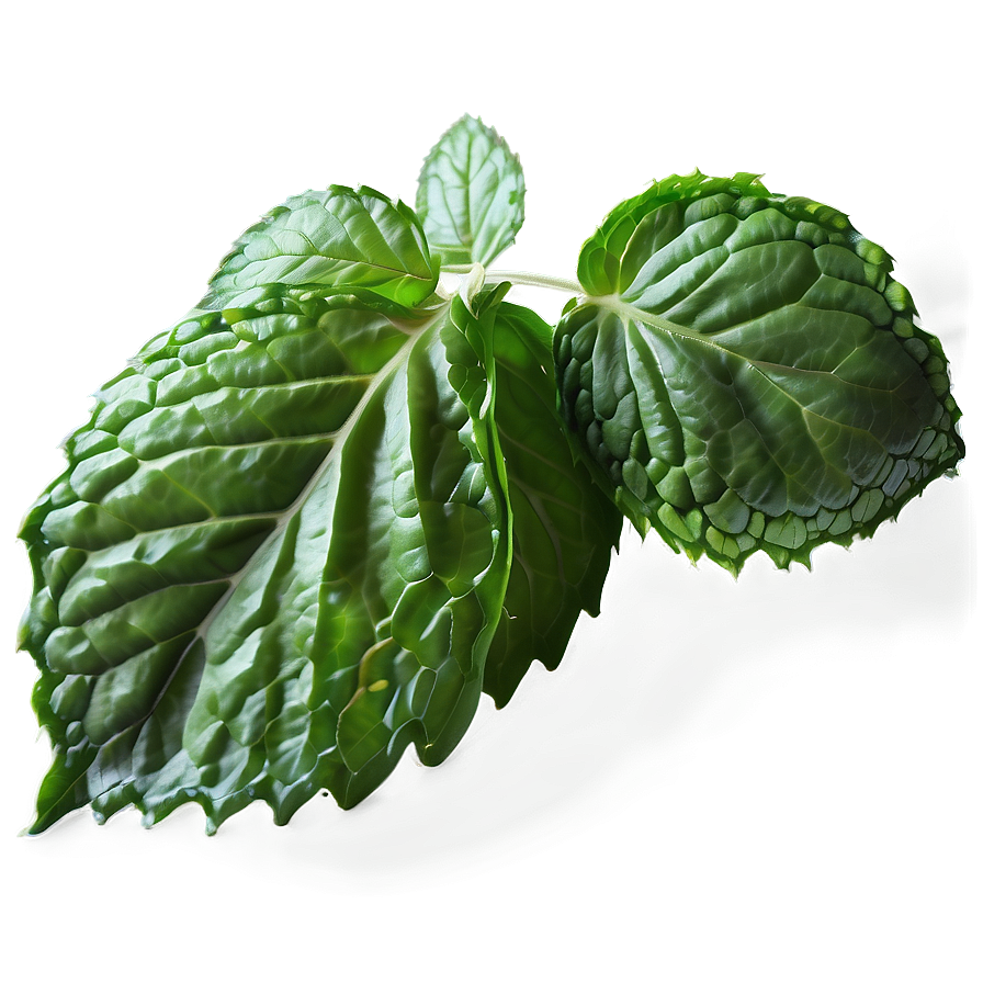 Frozen Mint Leaves Png Ujg