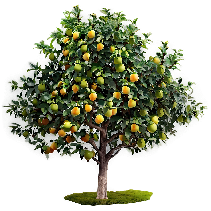 Fruit Tree Top View Png 81