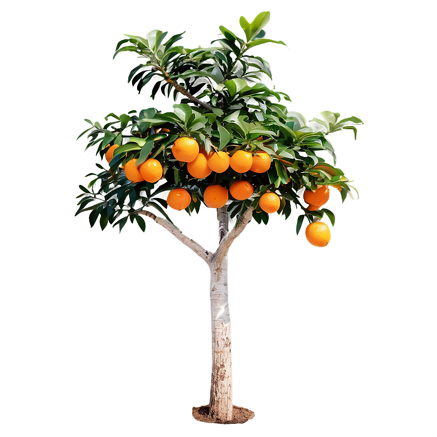 Fruiting Orange Tree Png Jco72