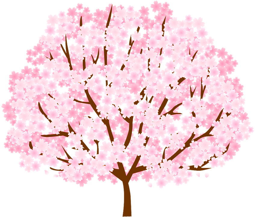 Full Bloom Cherry Blossom Tree Illustration