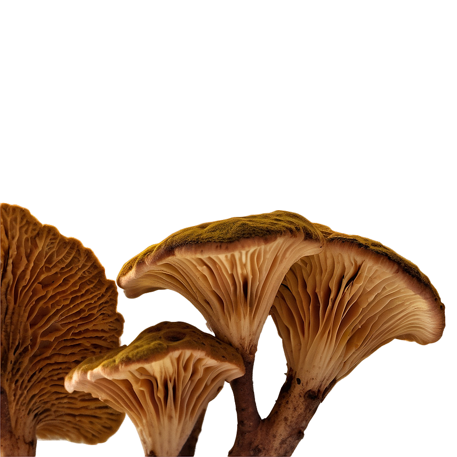 Fungus Texture Png 06242024