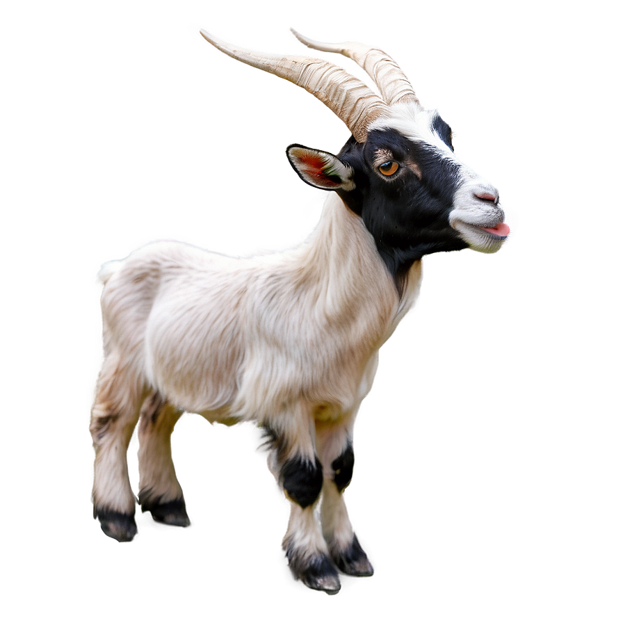 Funny Goat Png 05232024