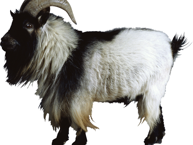 Furry Goatwith Curved Horns