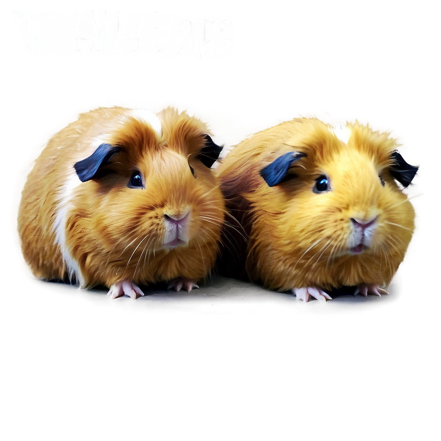 Furry Guinea Pigs Png Fon38