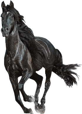 Galloping Black Horse Transparent Background