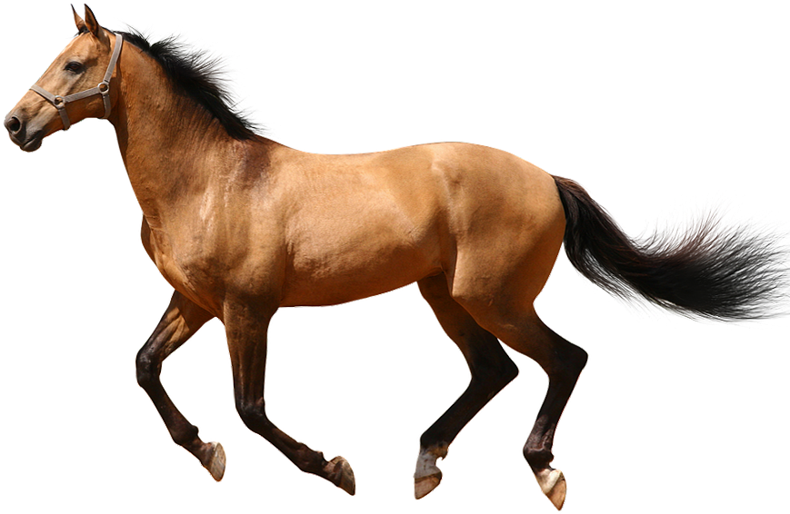 Galloping Brown Horse Transparent Background.png