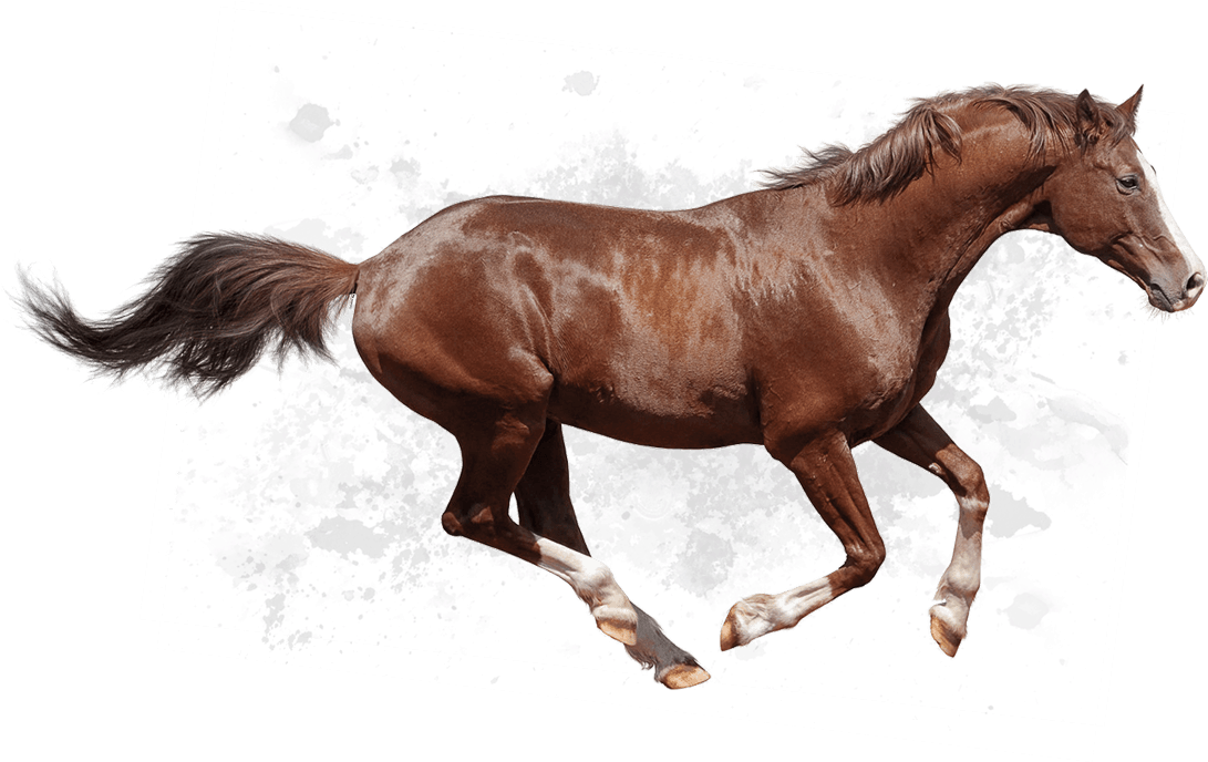 Galloping Brown Horse