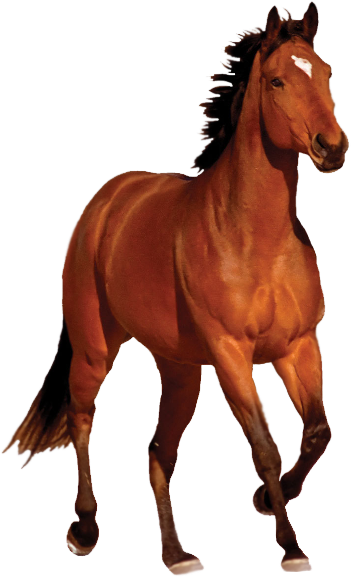 Galloping Chestnut Horse Transparent Background