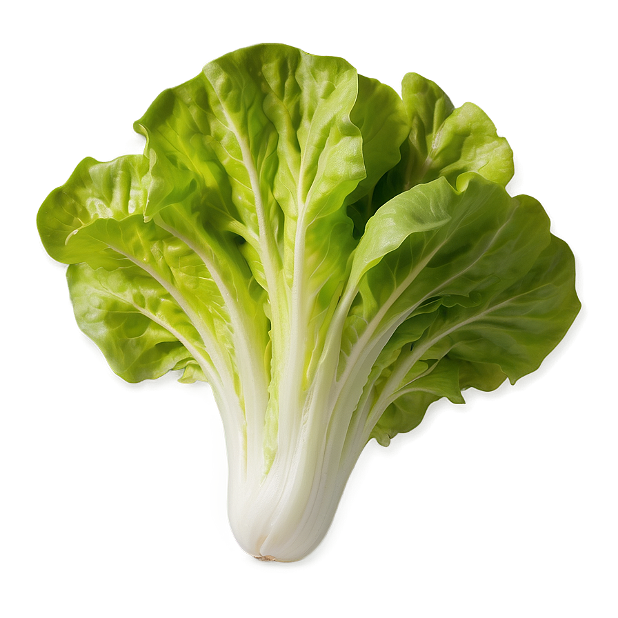 Garden Fresh Lettuce Png 81