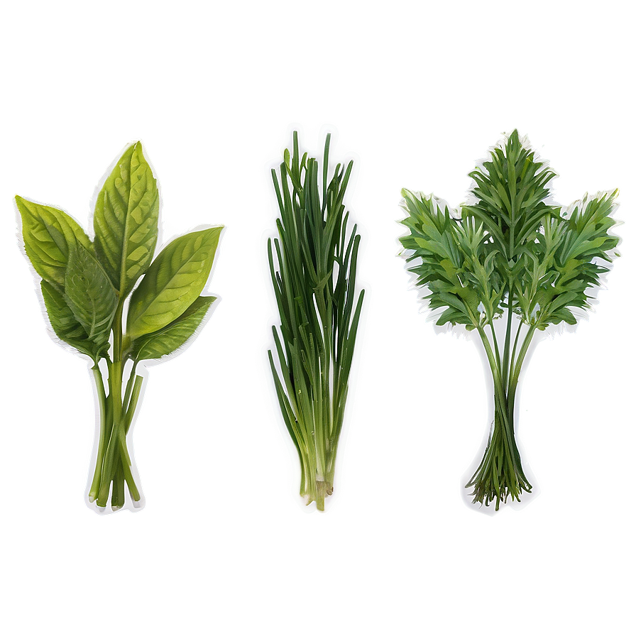 Garden Herb Png 72