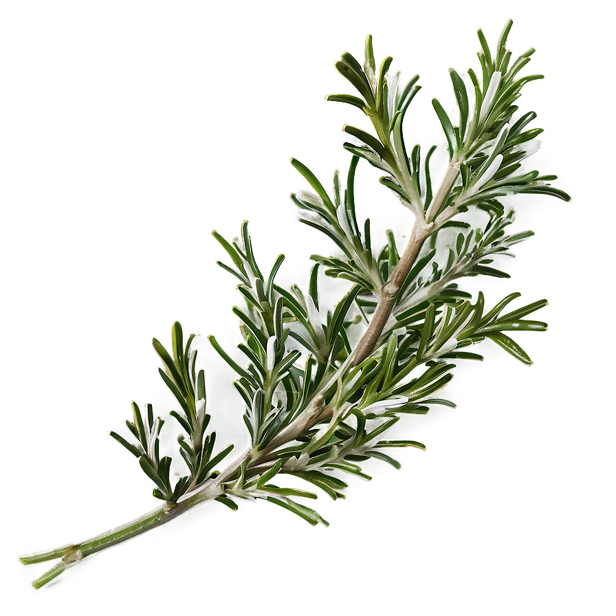 Garden Rosemary Png 87