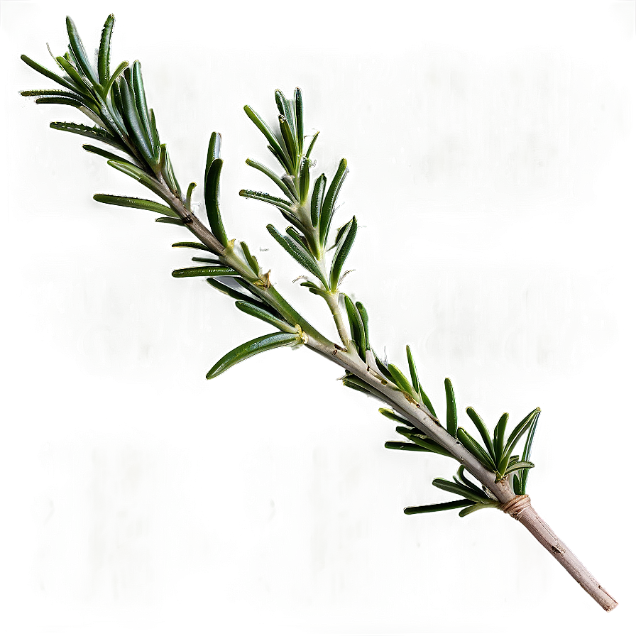 Garden Rosemary Png Gup62