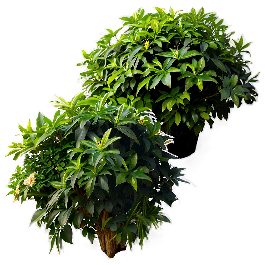 Garden Shrub Png 05252024