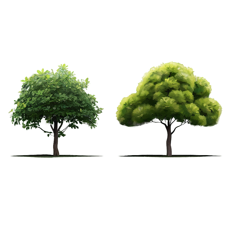 Garden Tree Elevation Png 14