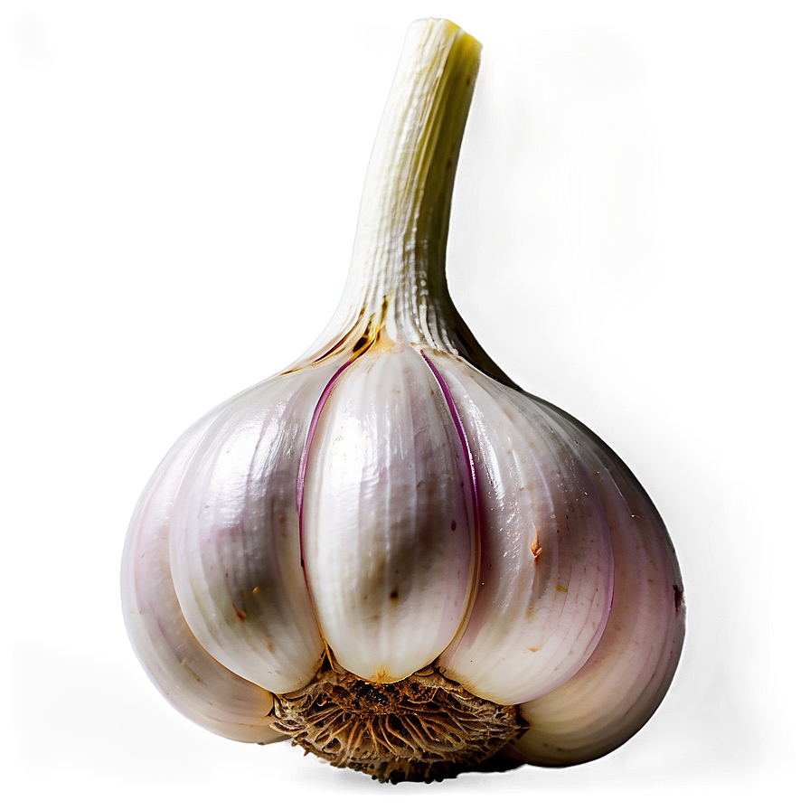 Garlic Bulb Png 05242024