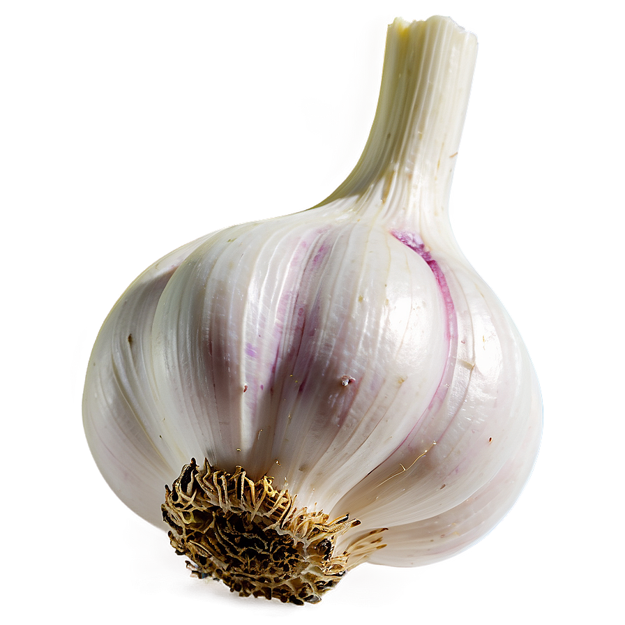 Garlic Head Png 05242024