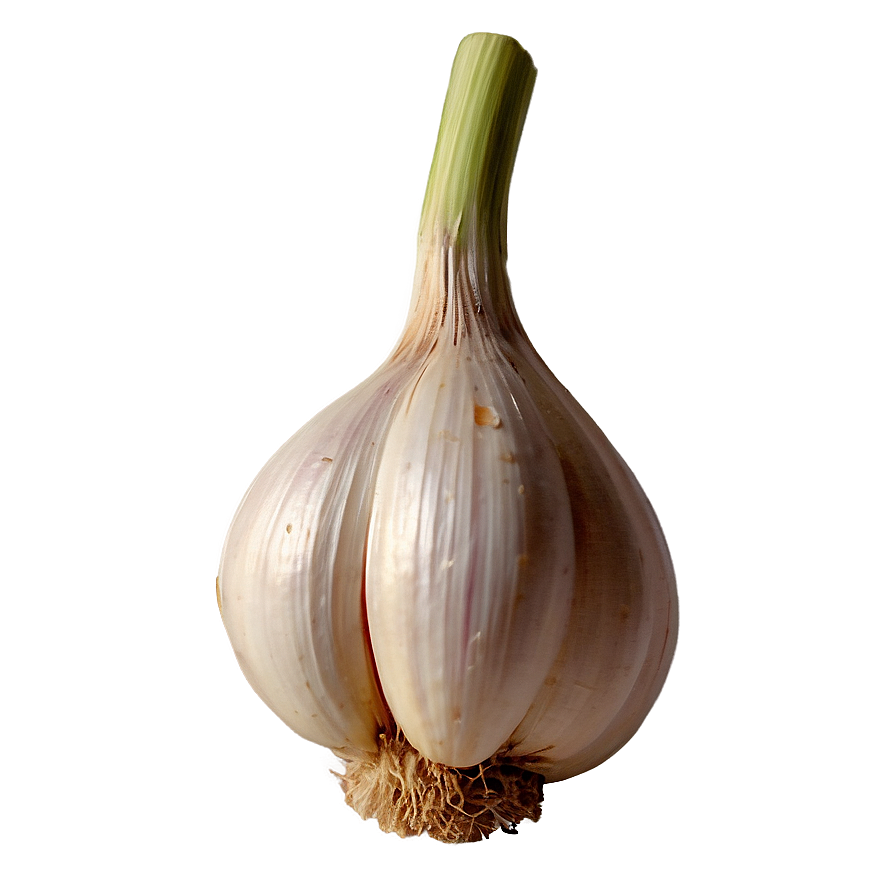 Garlic Head Png 05242024