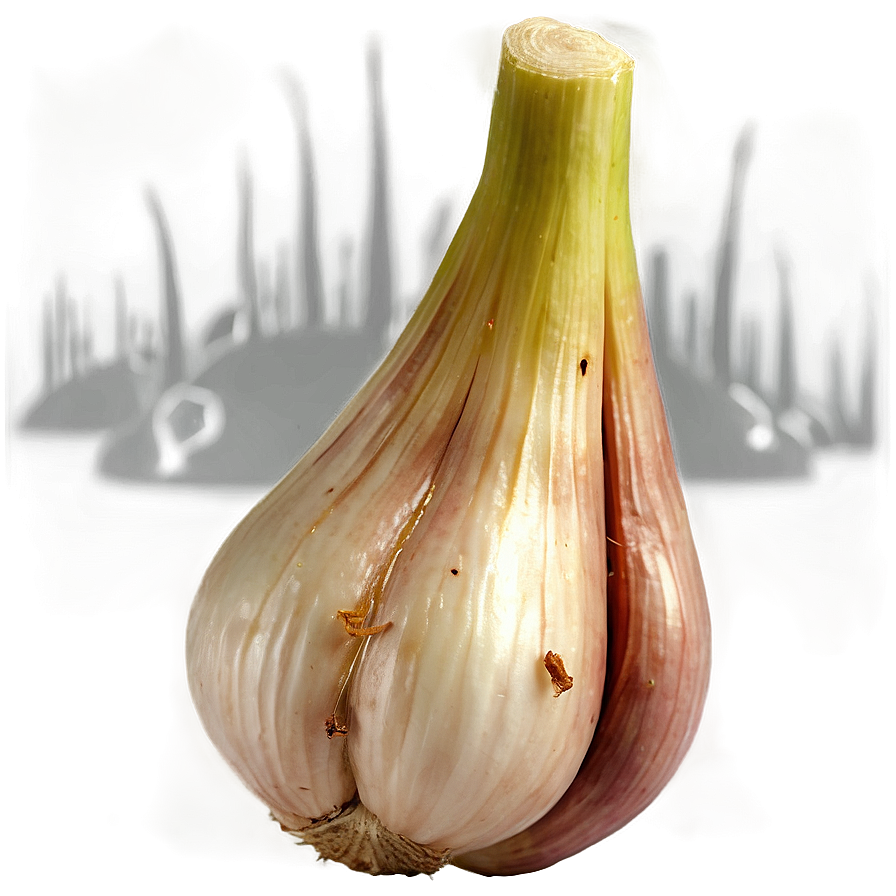 Garlic Pickle Png 05242024