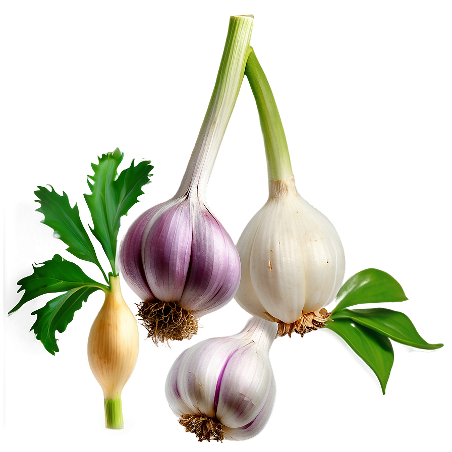 Garlic Plant Png 05242024