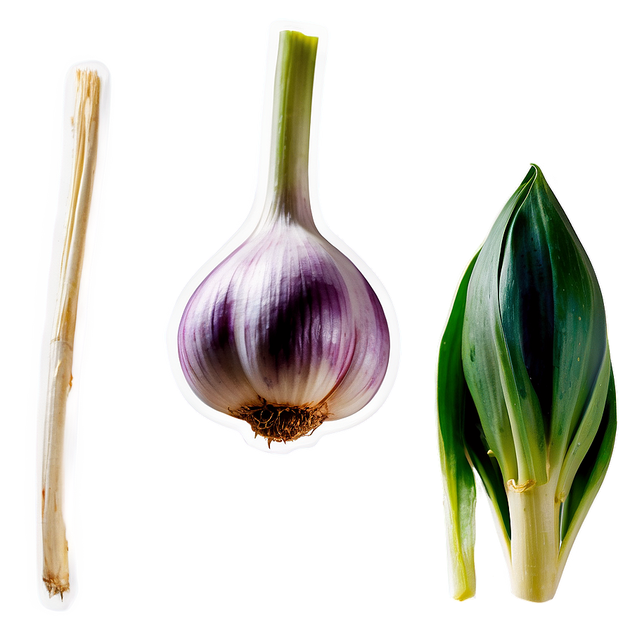 Garlic Sprout Png 81