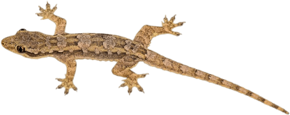 Geckoon Transparent Background.png