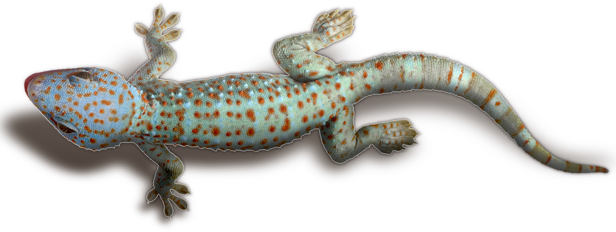 Geckowith Orange Spots