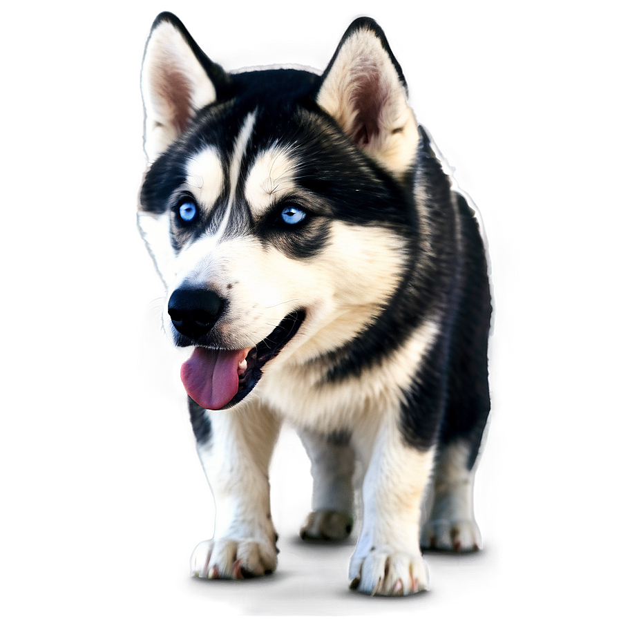 Gentle Giant Husky Png Sbo