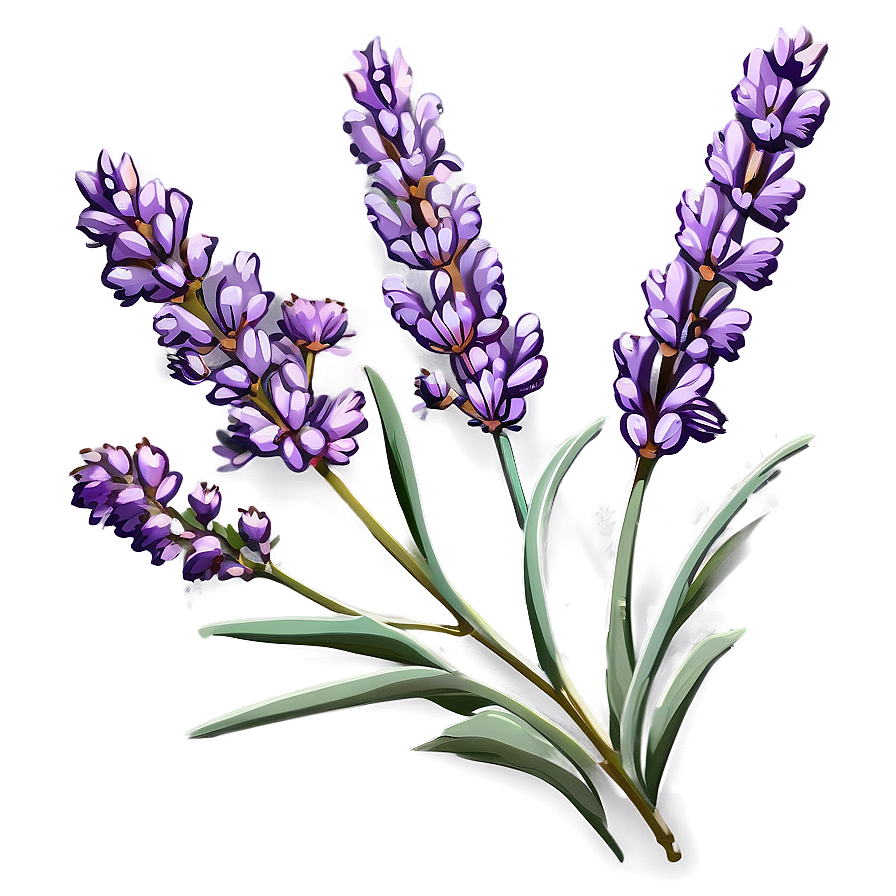 Gentle Lavender Sprig Png 10