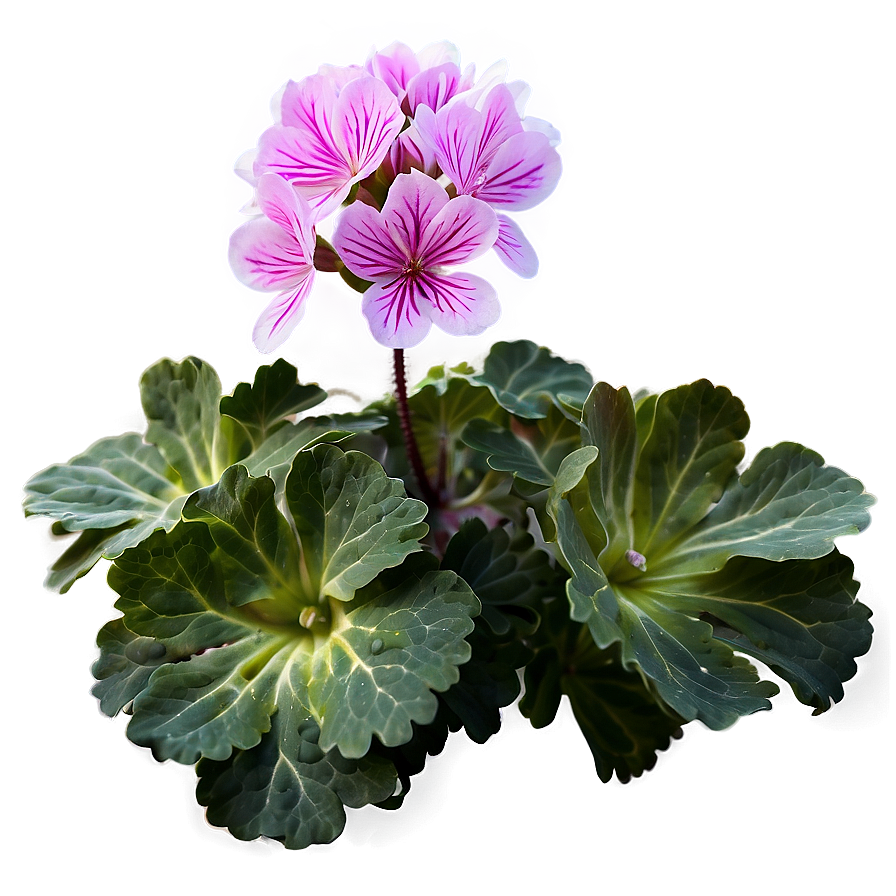 Geranium Flower Bush Png Svd72