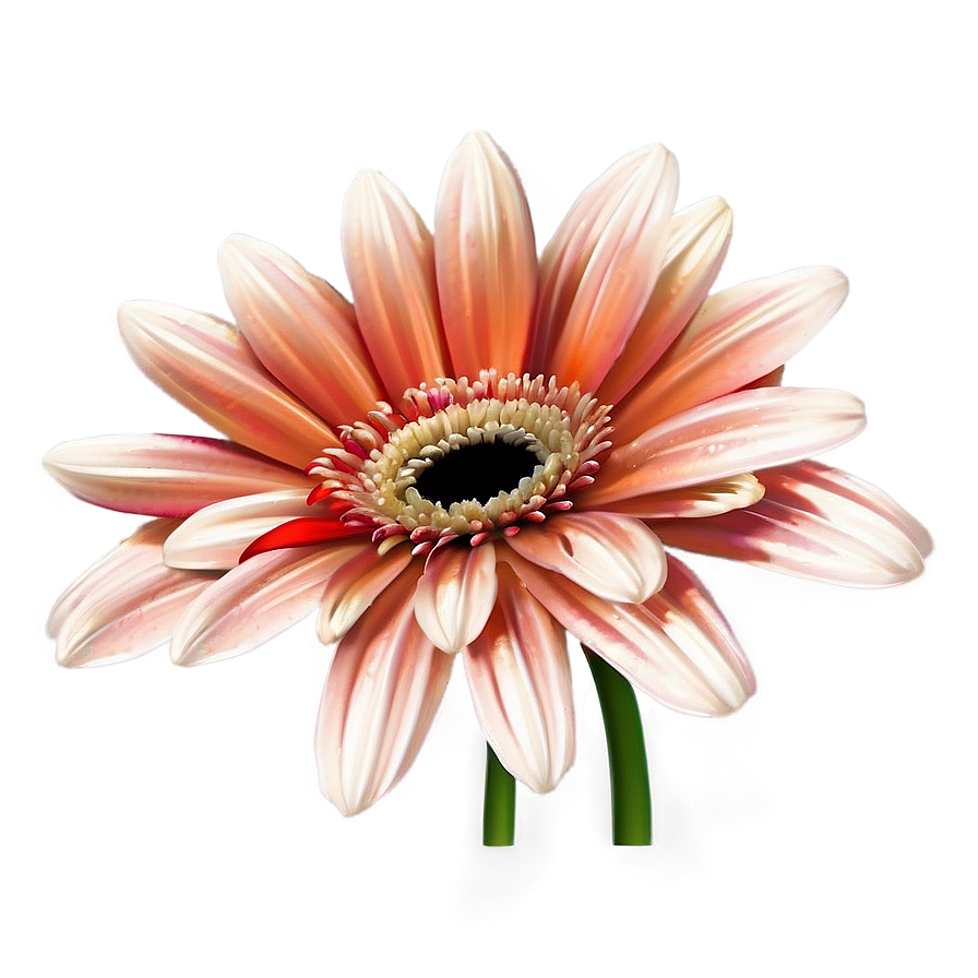 Gerbera Flower Transparent Png 05252024