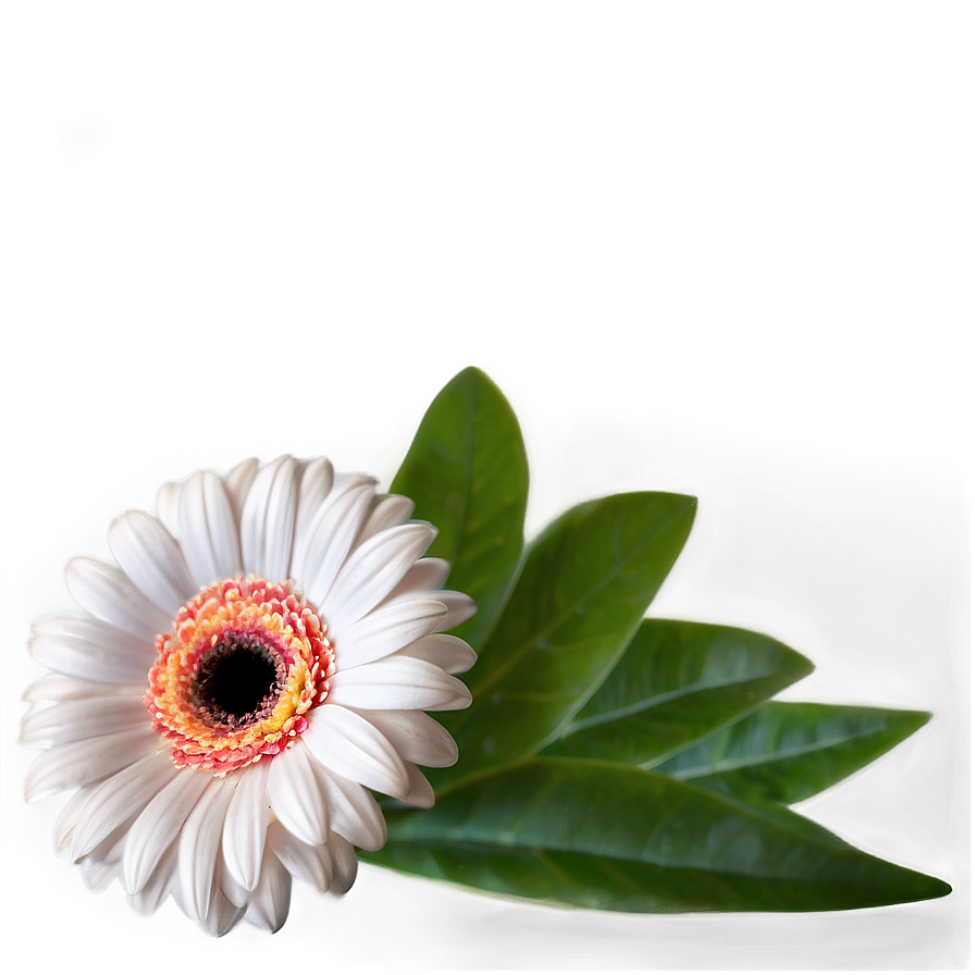 Gerbera Flower Transparent Png 05252024