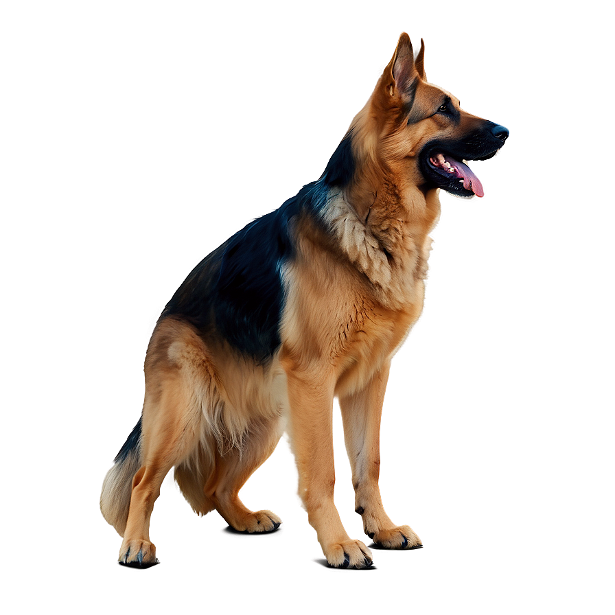 German Shepherd Adult Png Fxv