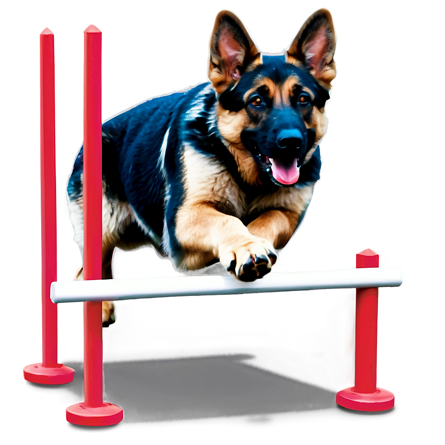 German Shepherd Agility Png Qjw98