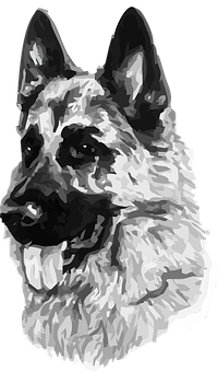 German Shepherd Portrait Greyscale