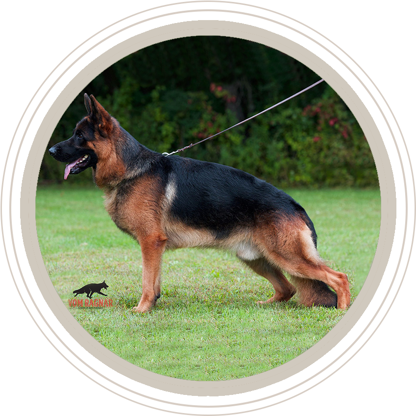 German Shepherd Stance Show Dog