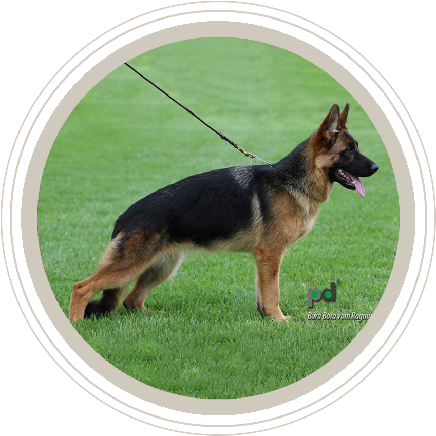 German Shepherd Standingon Grass