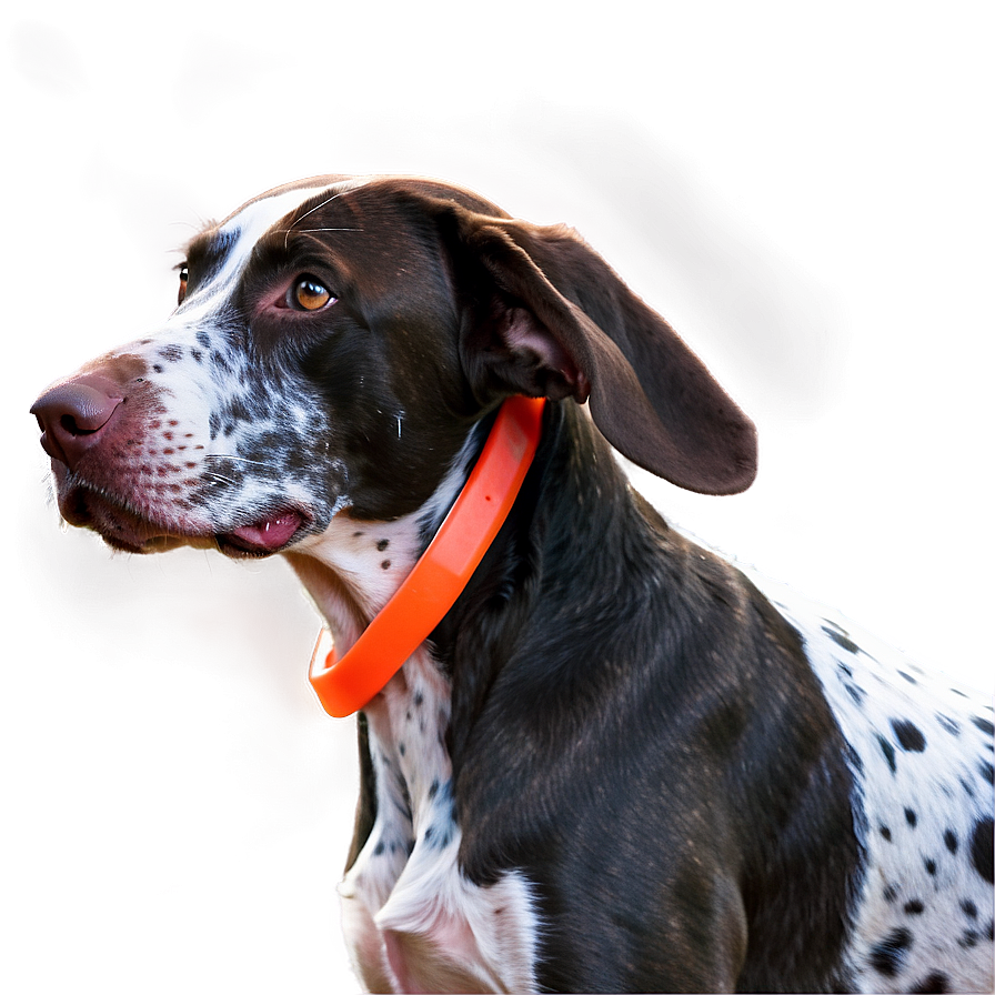 German Shorthaired Pointer Agility Png Gow