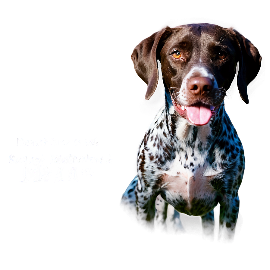 German Shorthaired Pointer At Beach Png 90