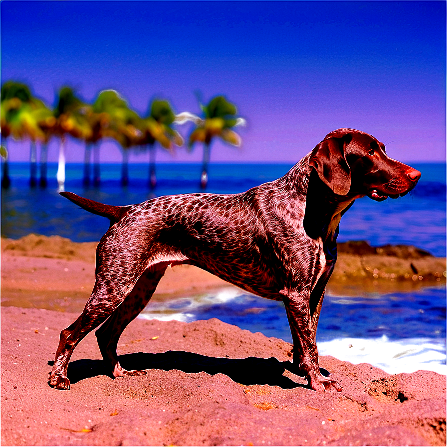 German Shorthaired Pointer At Beach Png Ojw