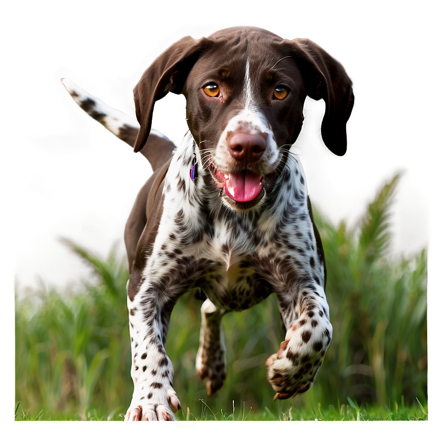 German Shorthaired Pointer At Play Png 75