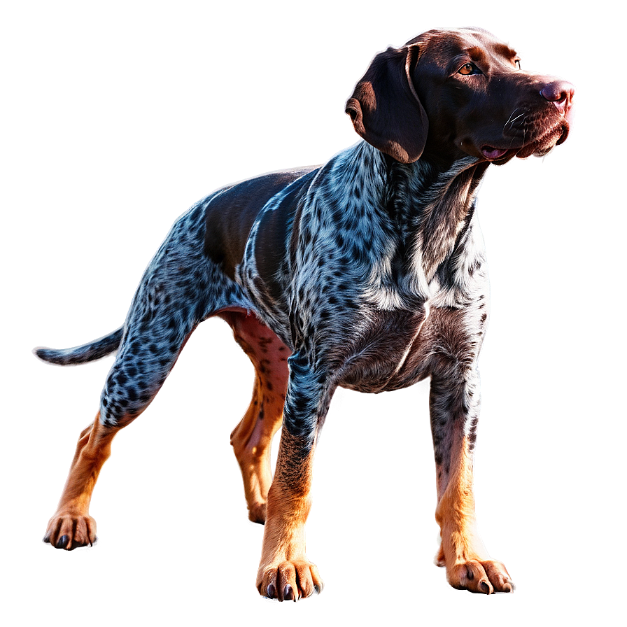 German Shorthaired Pointer At Sunset Png Dtn33