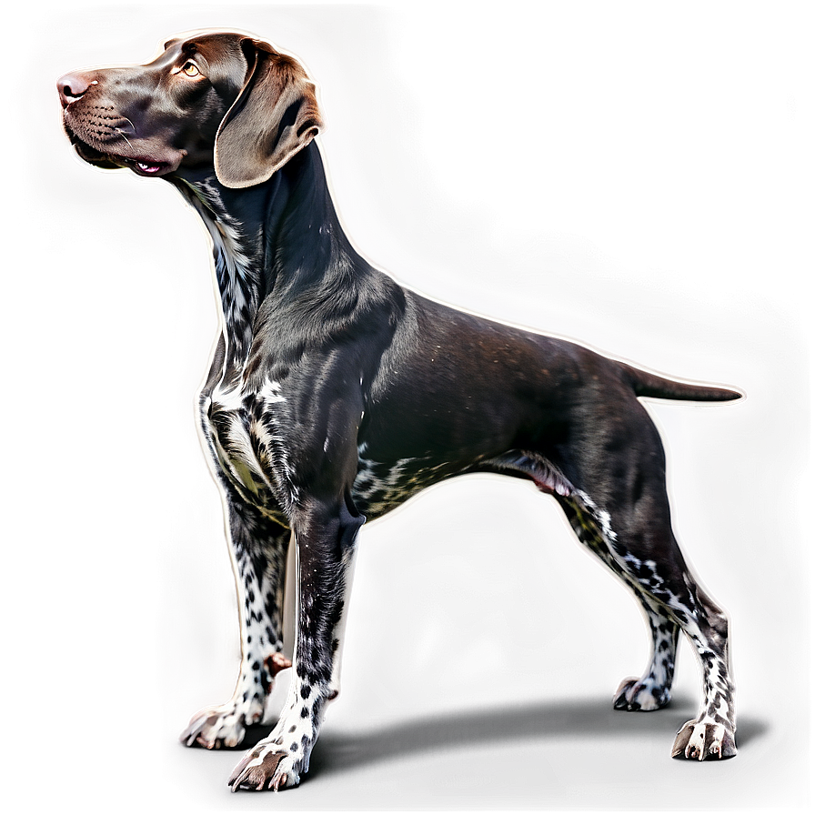 German Shorthaired Pointer In Profile Png 06292024