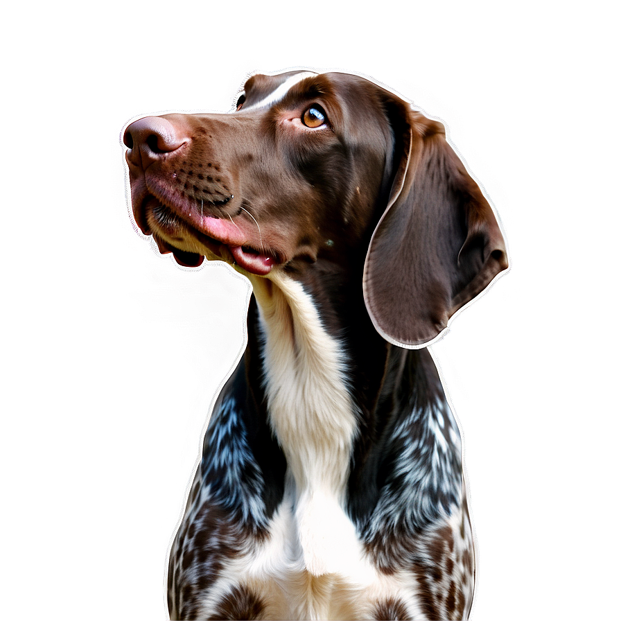 German Shorthaired Pointer In Profile Png Bfj79