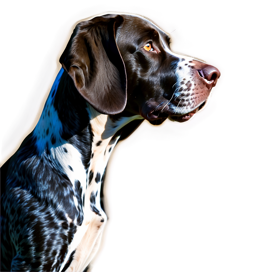 German Shorthaired Pointer In Profile Png Yvo