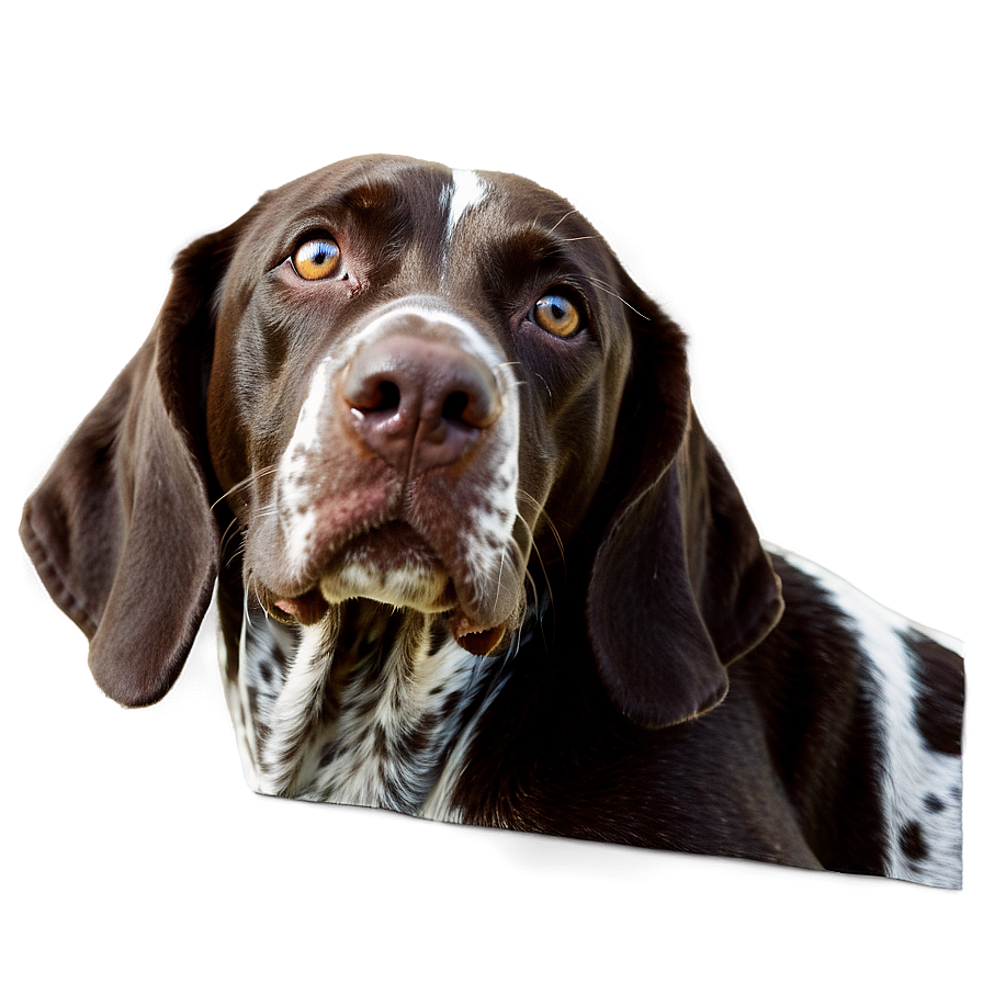 German Shorthaired Pointer Resting Png 06292024