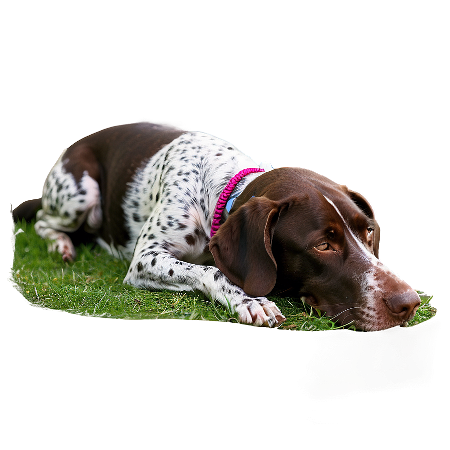 German Shorthaired Pointer Sleeping Png Wsy78