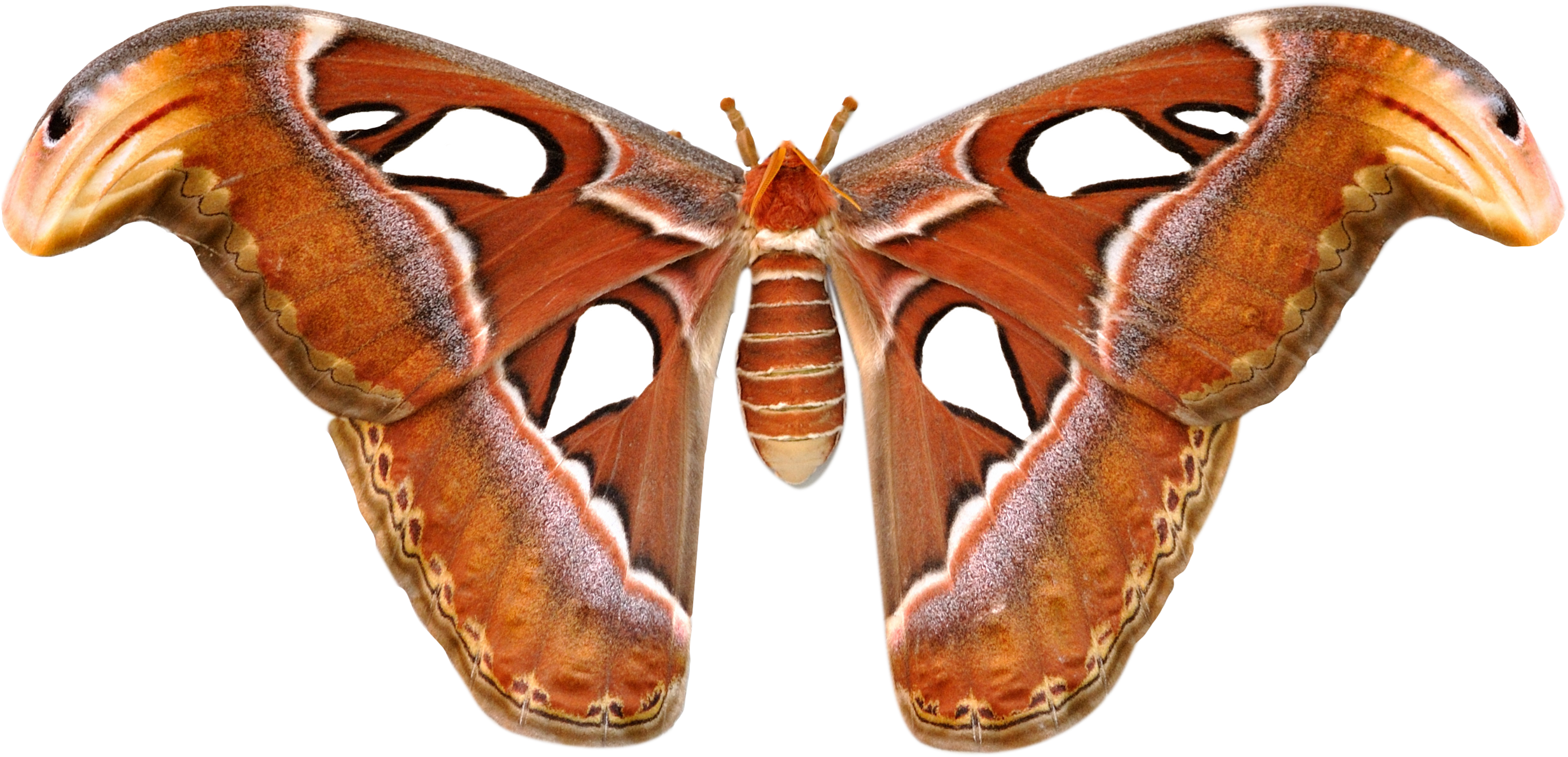 Giant Atlas Moth Spread Wings