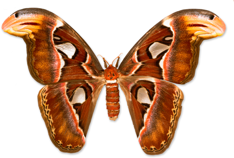 Giant Atlas Moth Transparent Background