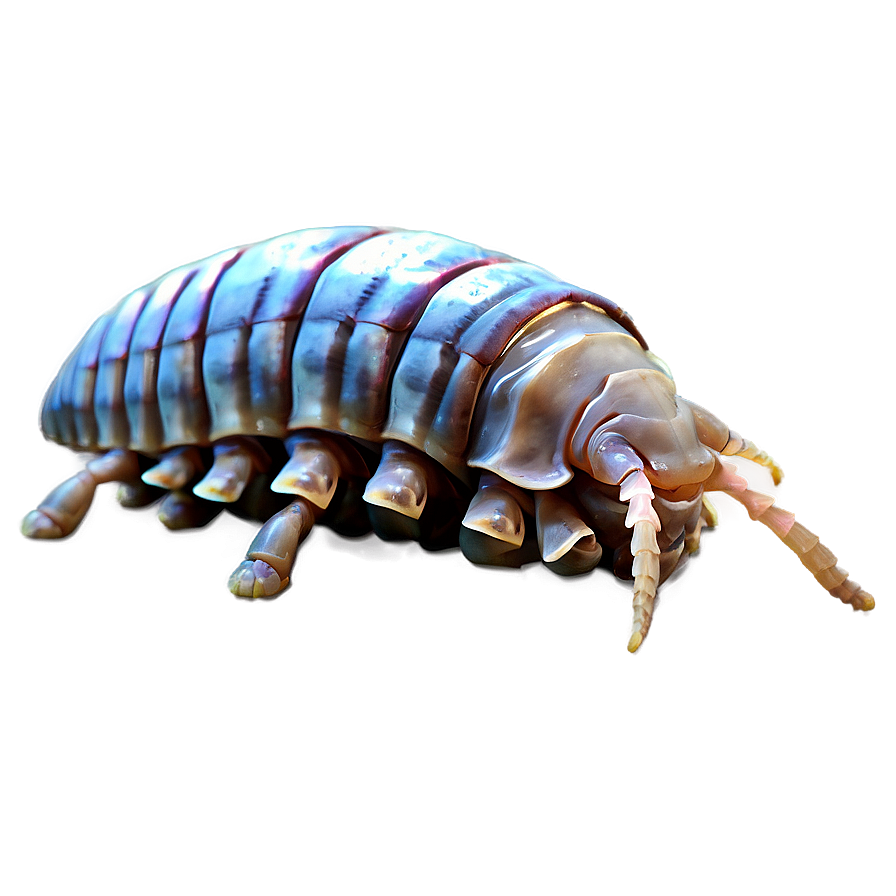 Giant Isopod Png 06292024